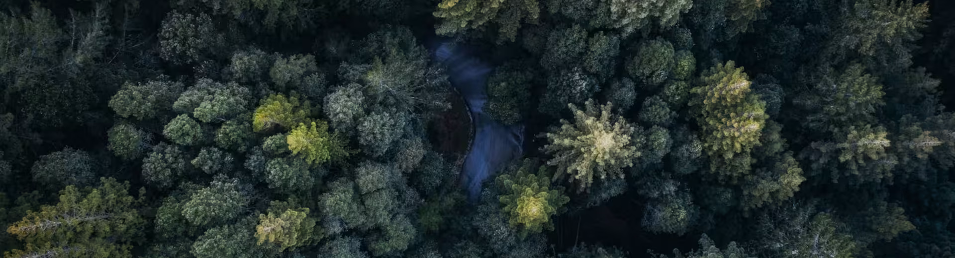 Leader indiscusso del mercato